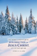 Word Alive! Weekly Bulletin without Message-Week 7, Legal Size (Package of 25)