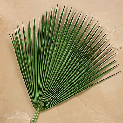 Picture of Fan Palm Branches - Pack of 4