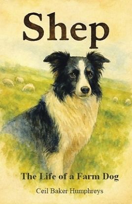 Picture of Shep